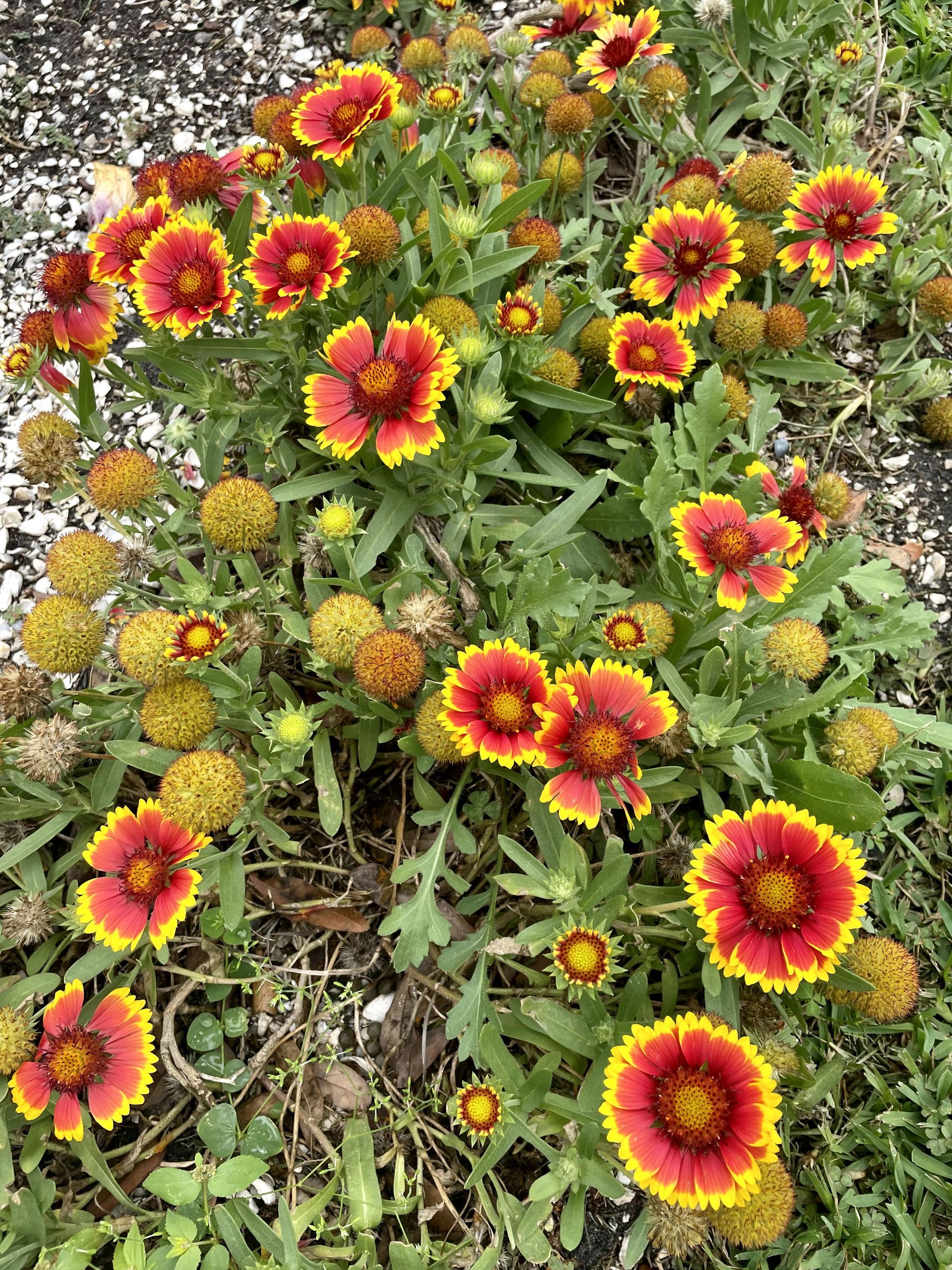 A bunch of red and yellow flowers are growing in the grass.