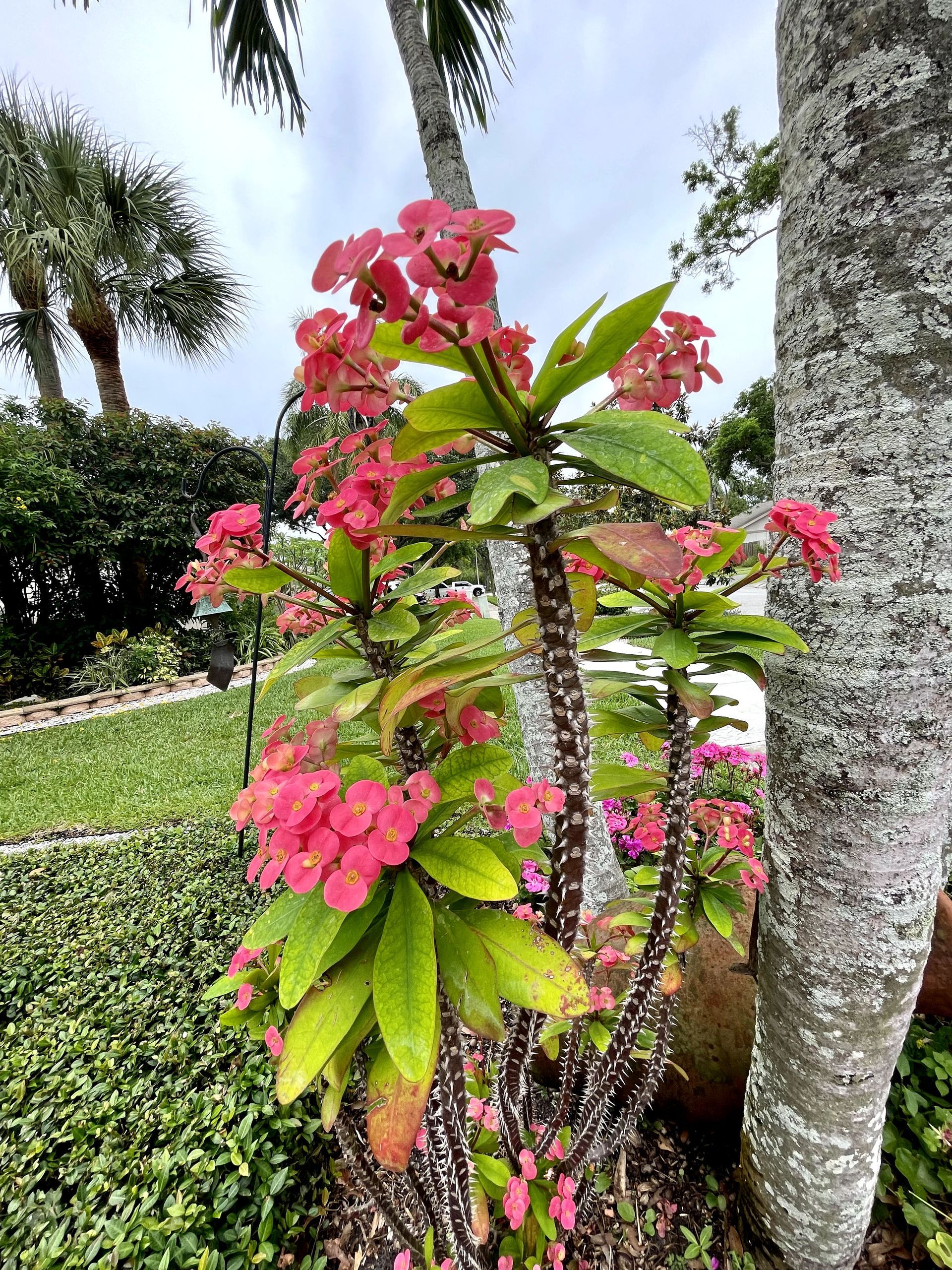 A plant with pink flowers growing next to a palm tree.
