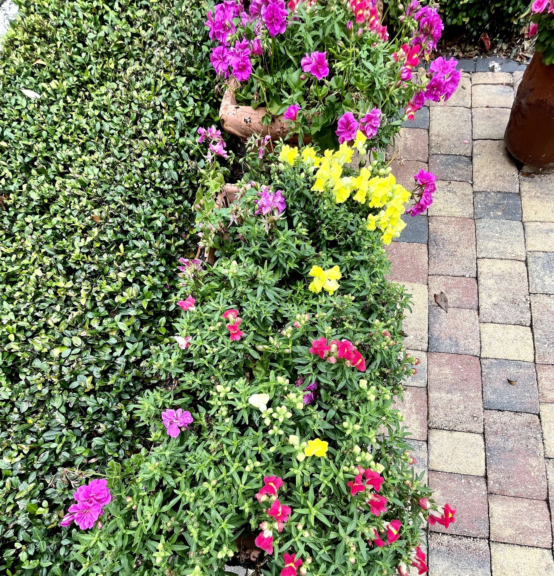 A bunch of flowers are growing in a garden on a brick sidewalk.