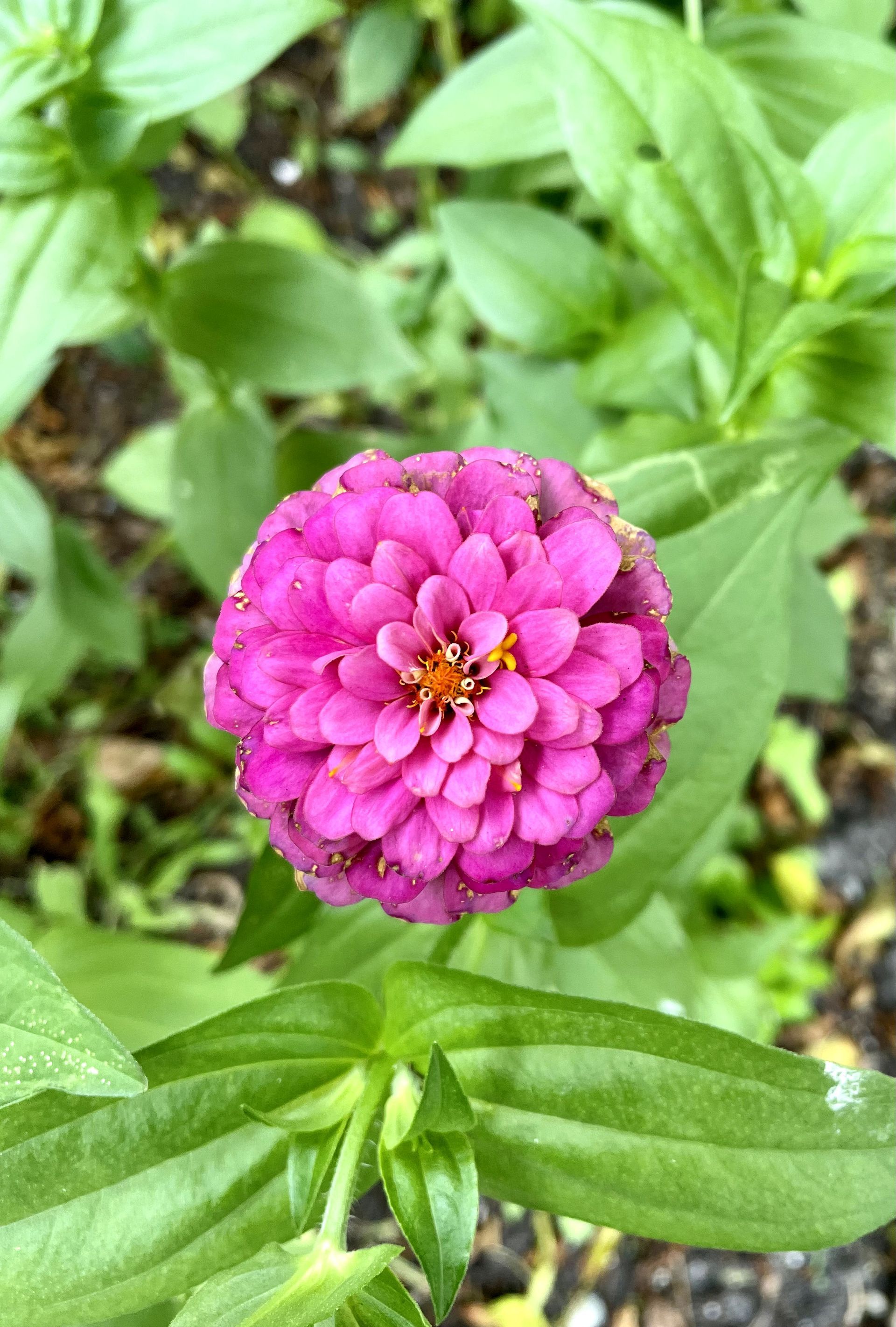 A close up of a pink flower surrounded by green leaves.