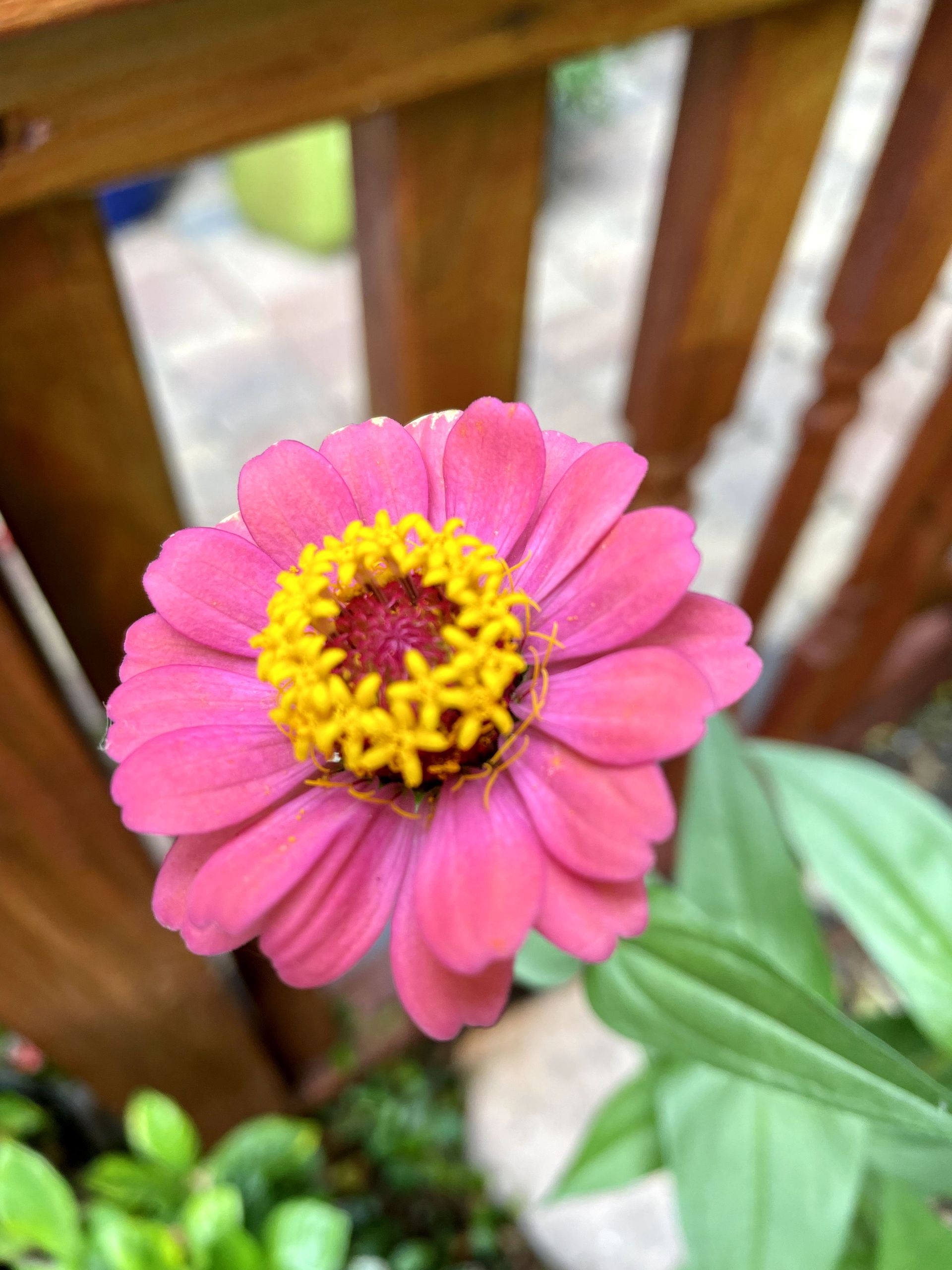 A close up of a pink flower with a yellow center.