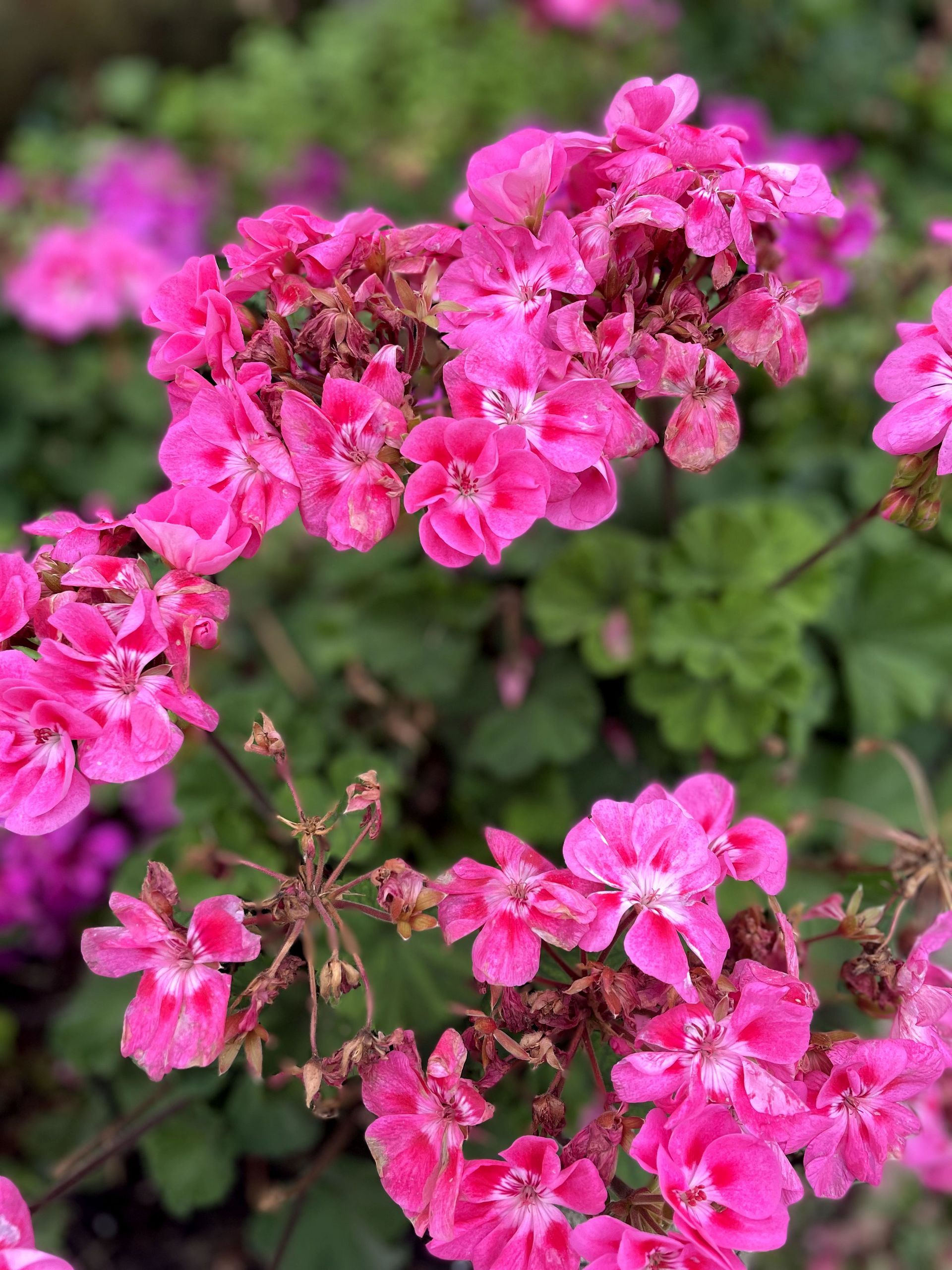 A bunch of pink flowers are growing on a bush.