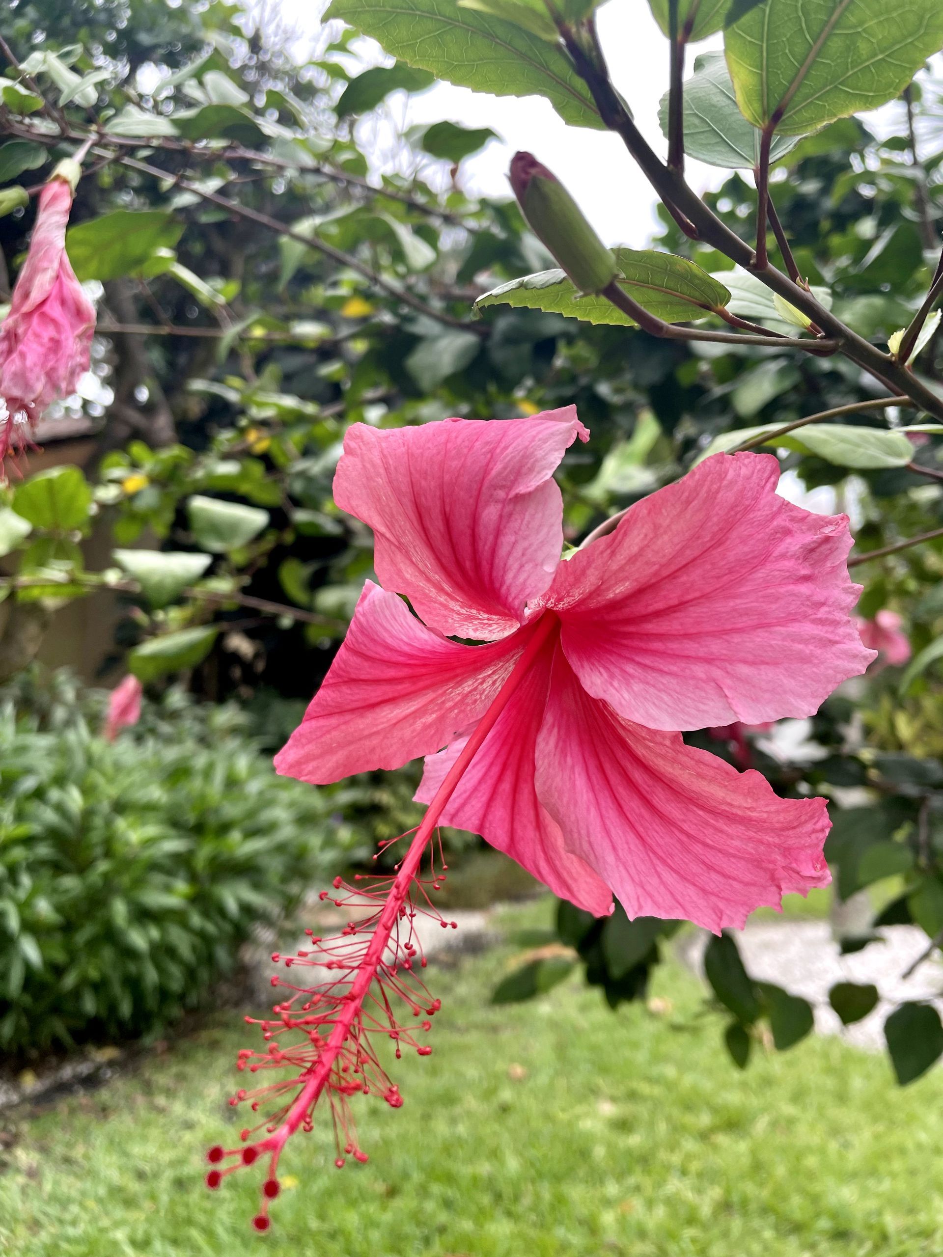 A close up of a pink hibiscus flower on a tree branch.