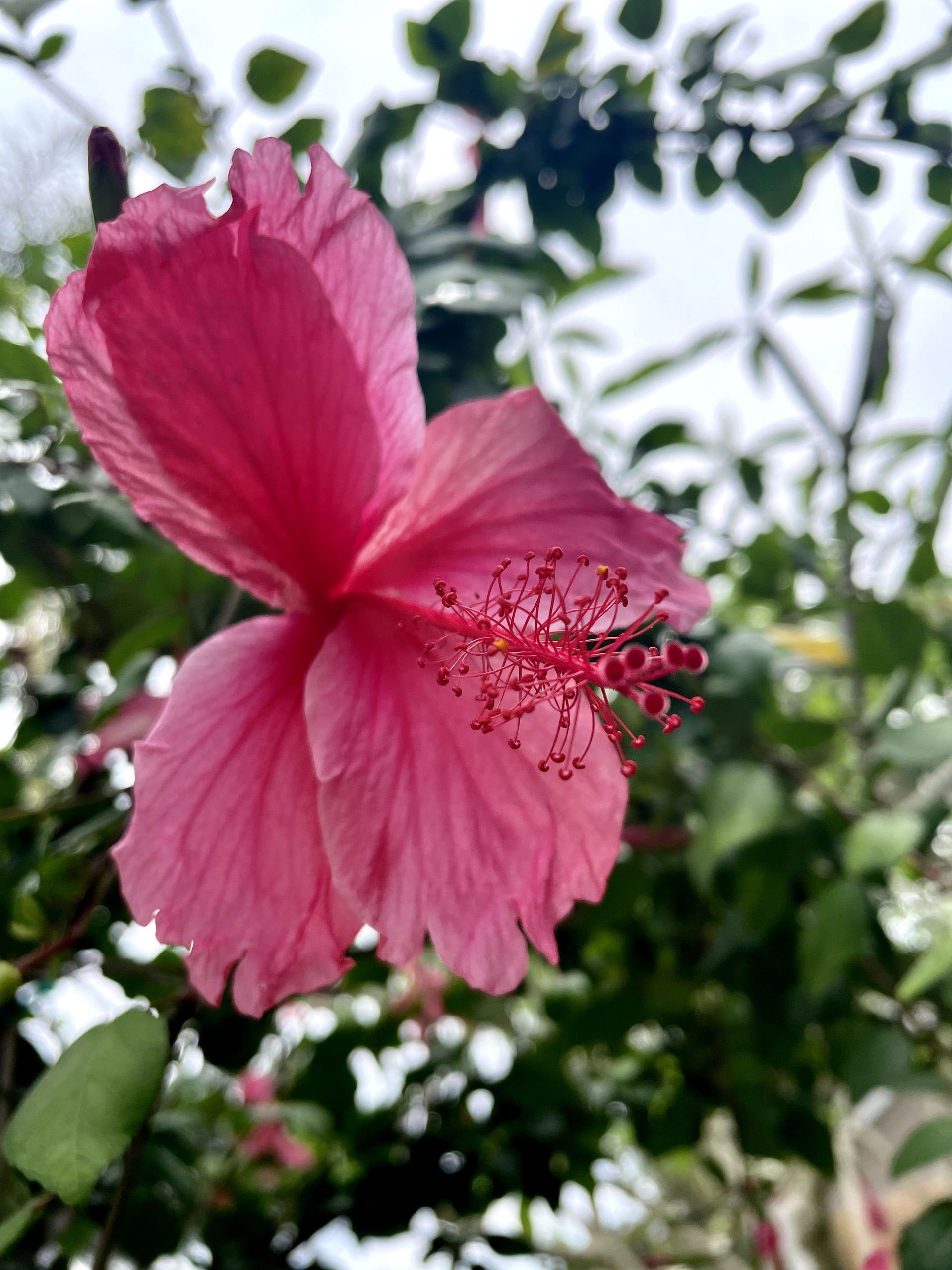 A close up of a pink hibiscus flower surrounded by green leaves.