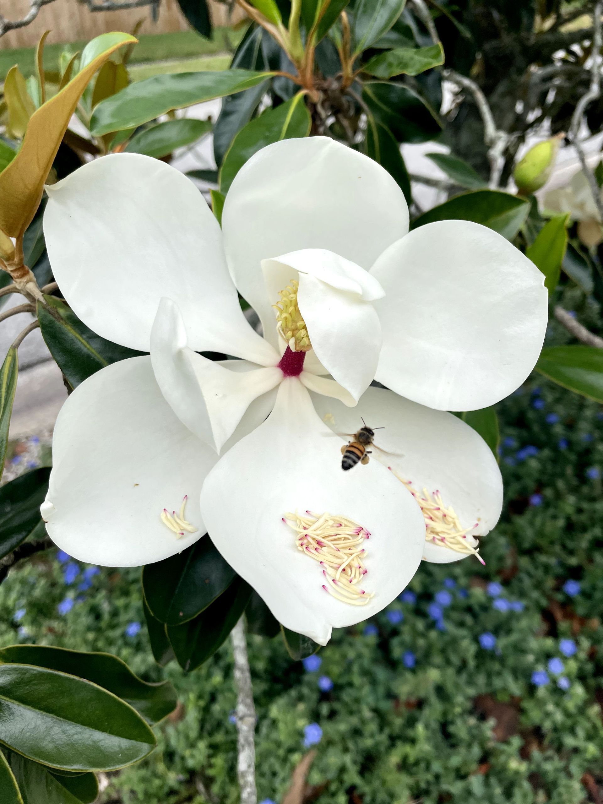A close up of a white flower with a bee on it