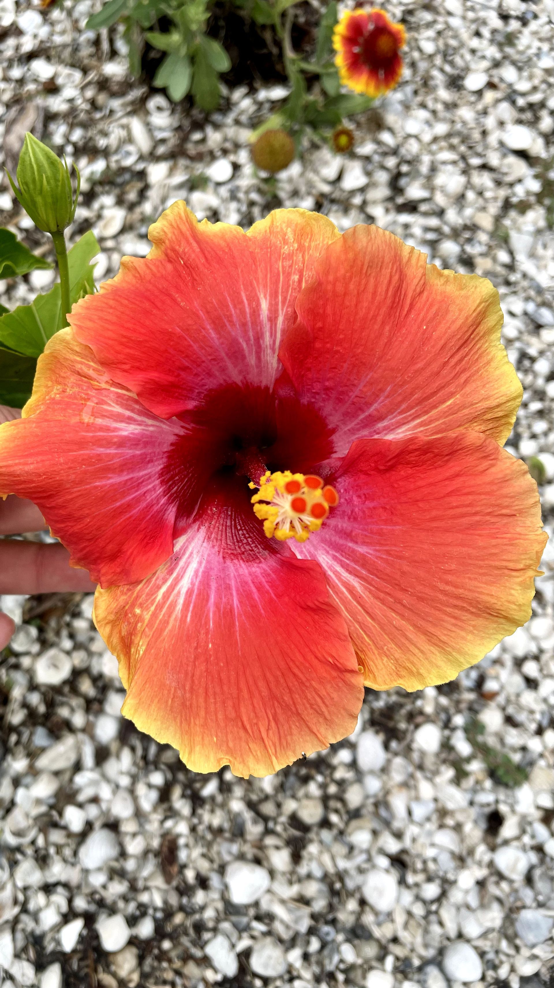 A person is holding a red and yellow hibiscus flower in their hand.
