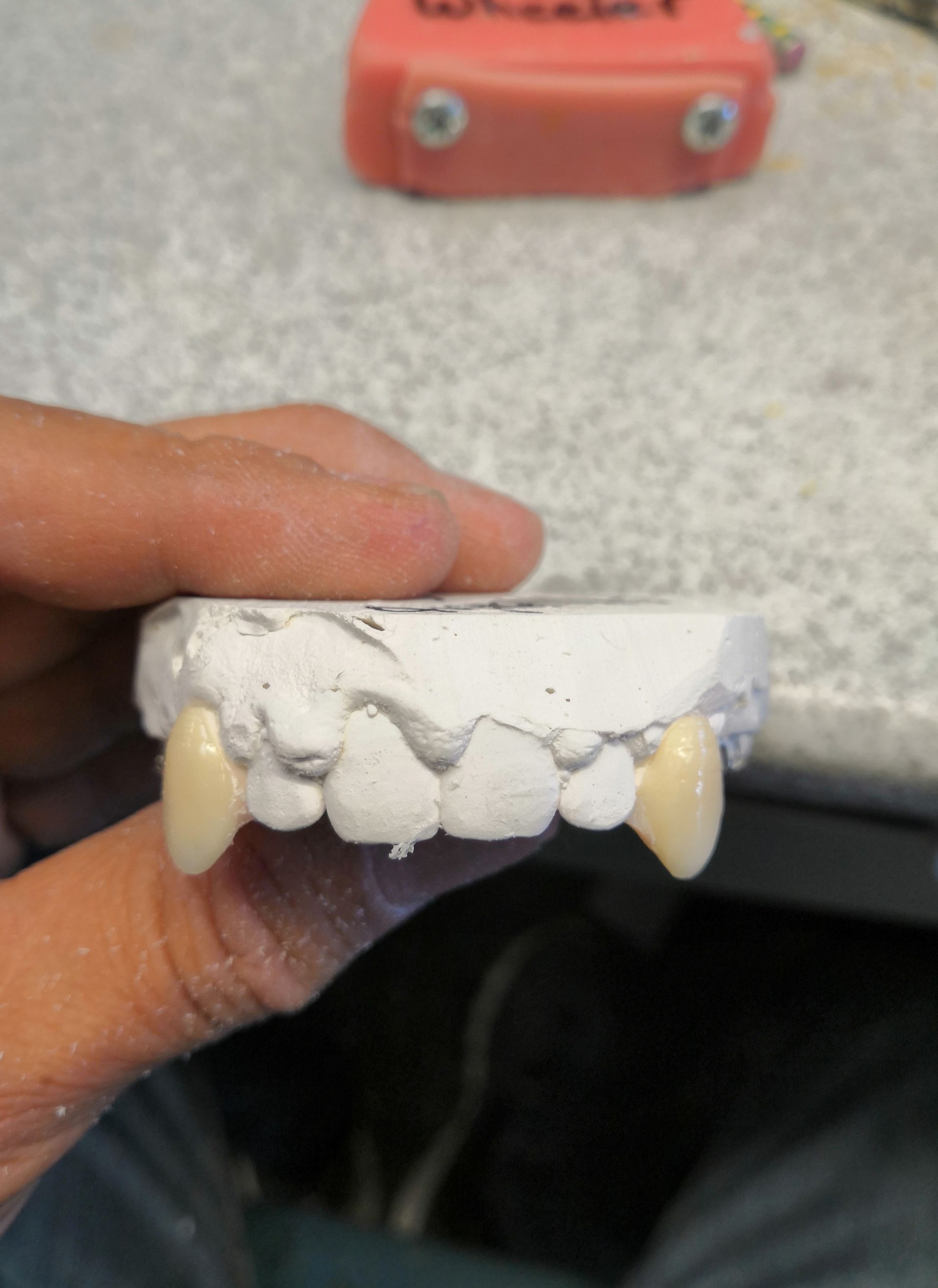A person is holding a model of teeth in their hand.