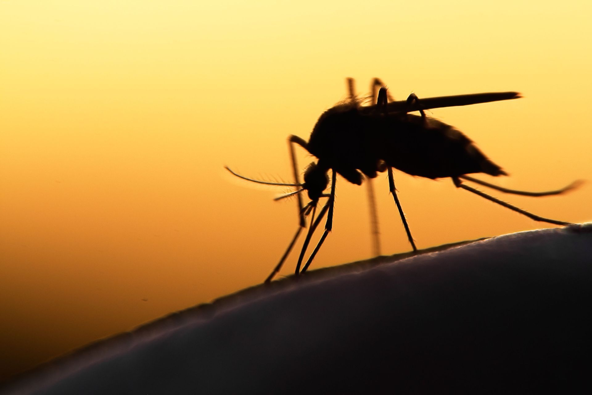 mosquito control service