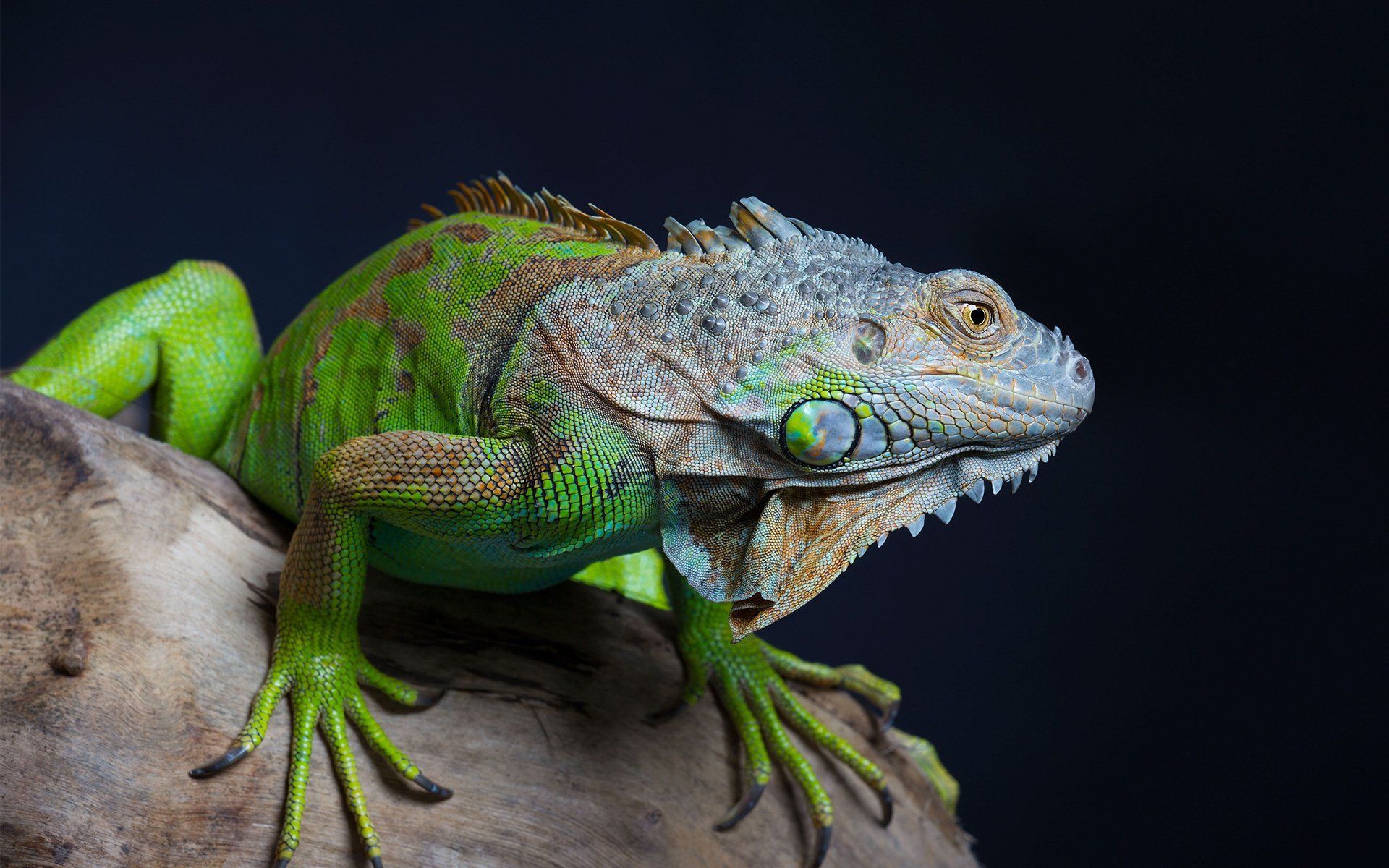 Exotic Pet Care