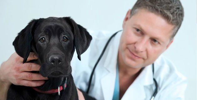 Doctor with dog