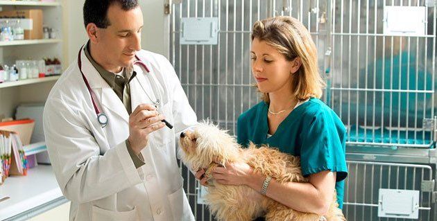 Doctor checking dog