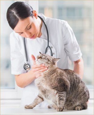 Doctor checking Cat