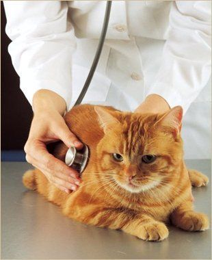 Doctor checking Cat