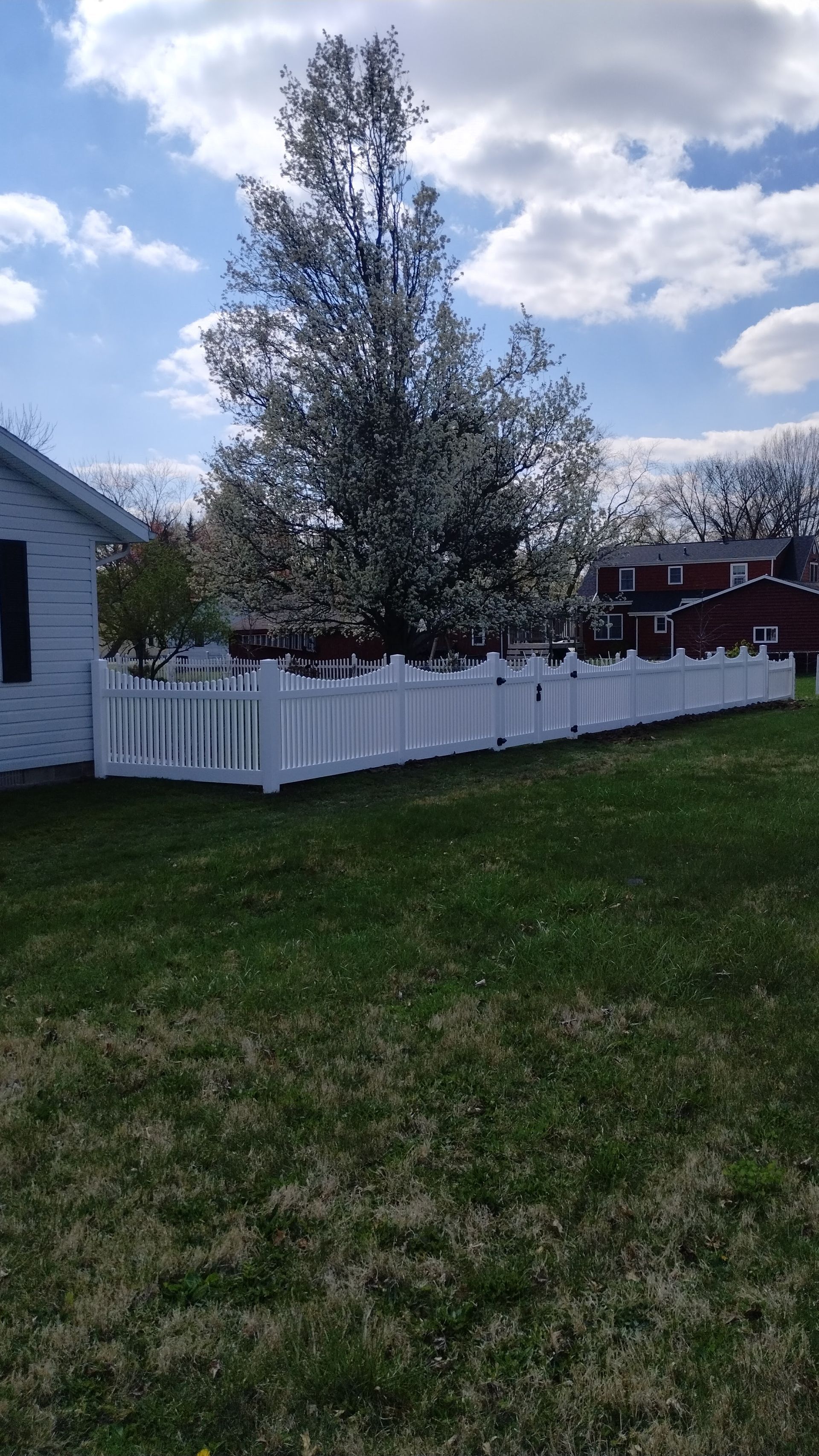 A white picket fence runs across a grassy yard in front of a blooming tree, with buildings in the background.