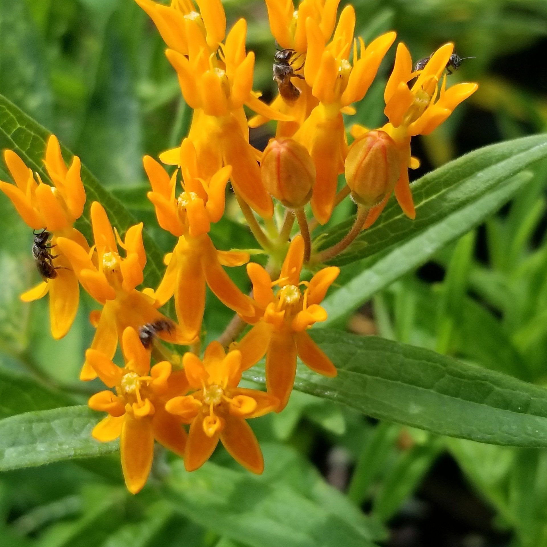 Orange Flowers