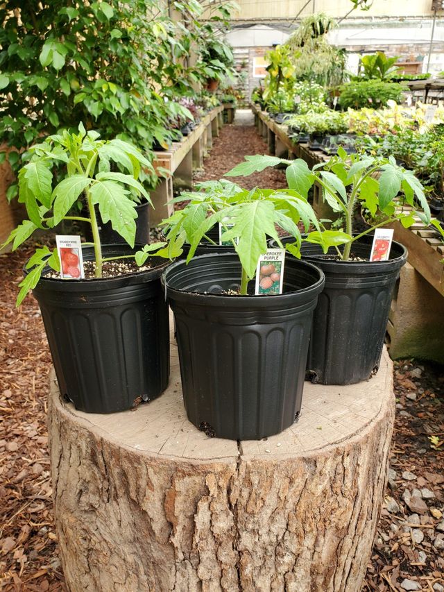 Kelli Green Garden Center | Gardening Supplies | Marietta, GA