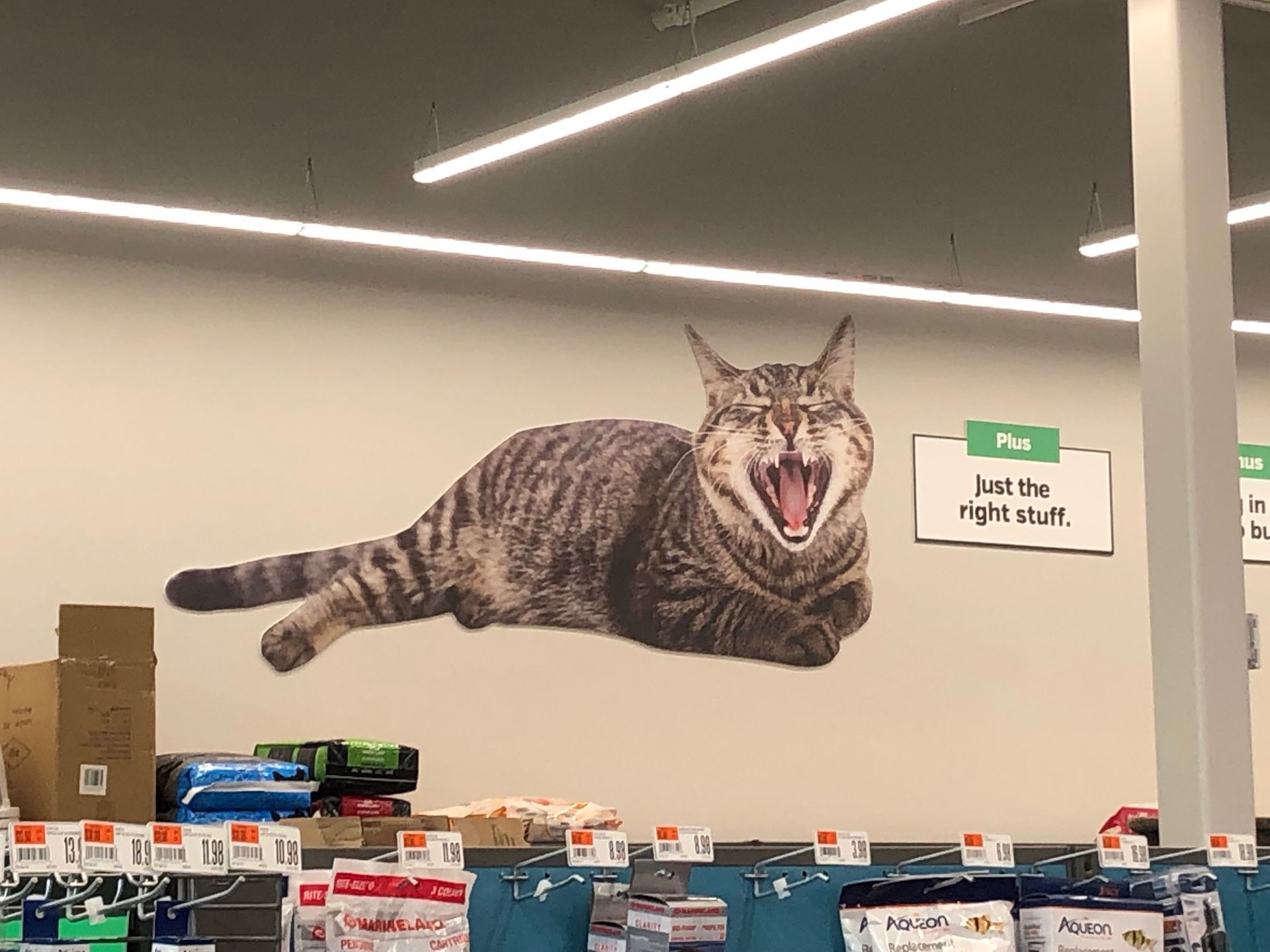 a cat with its mouth open