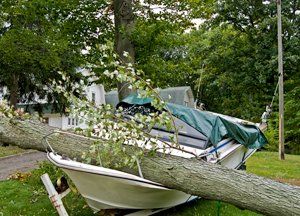Tree fall down on the boat