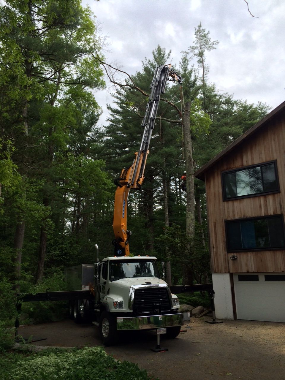 Tree removal