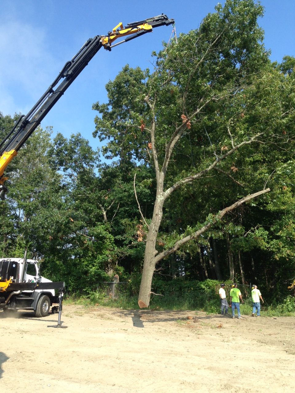 Tree removal