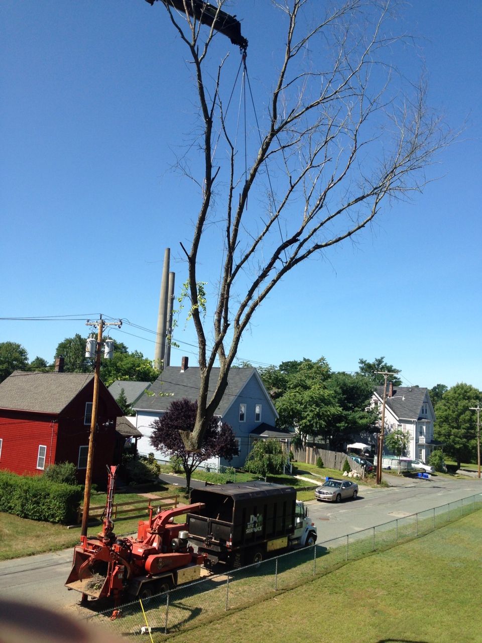 Tree removal