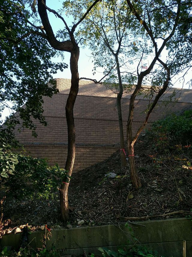 A tree in front of a brick wall with a roof in the background