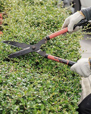 Trimming shrubs