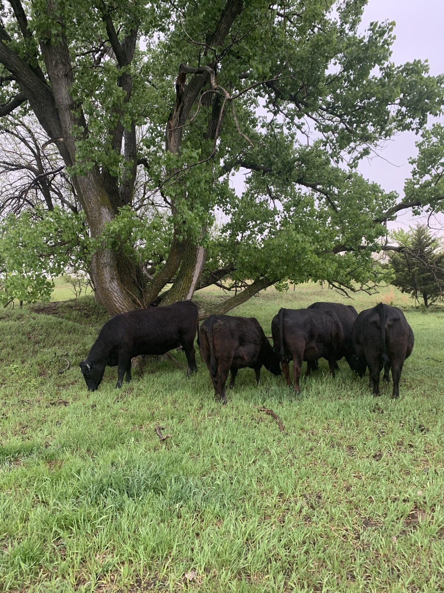 Herd
