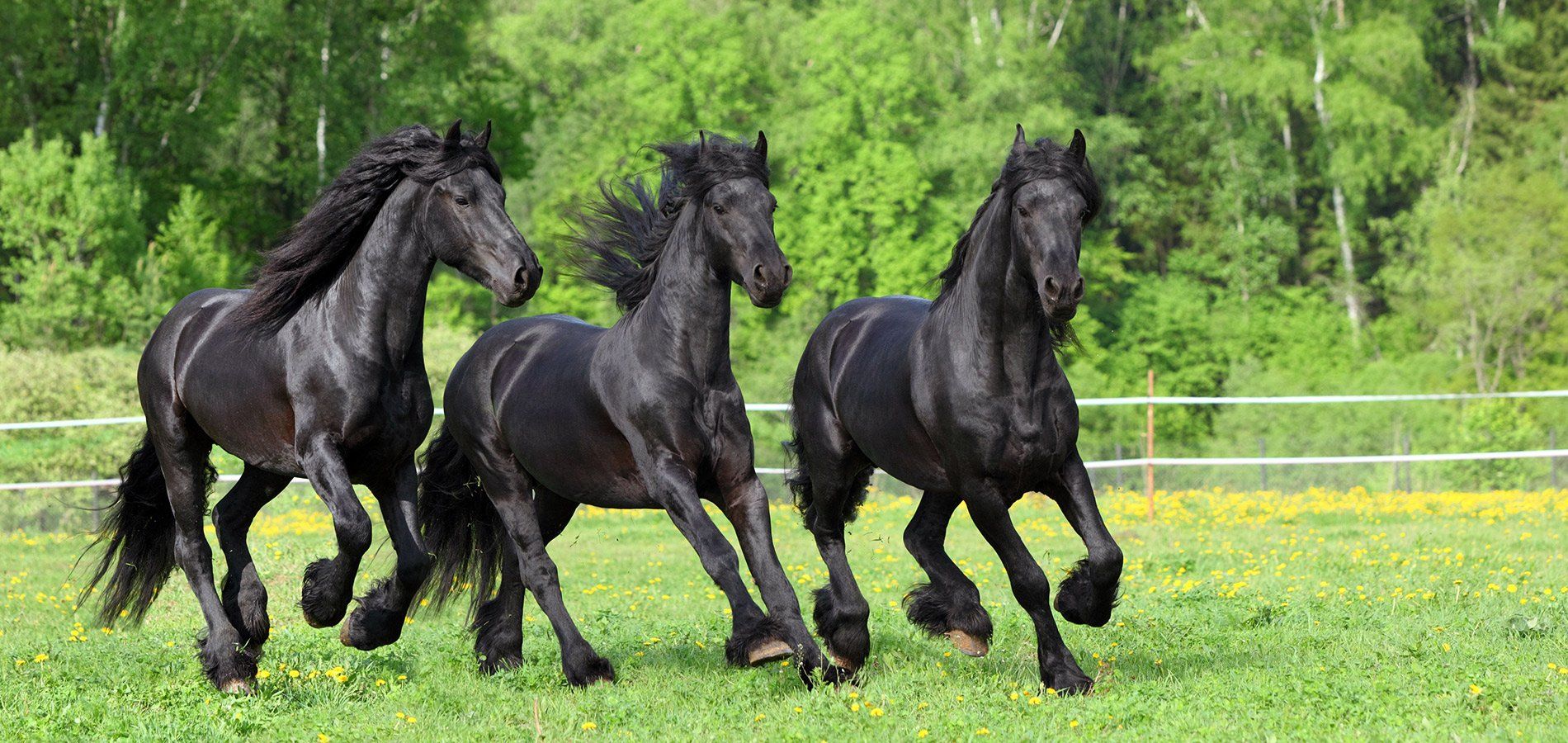 Animal Health Center of Marion County Inc Vets Marion KS