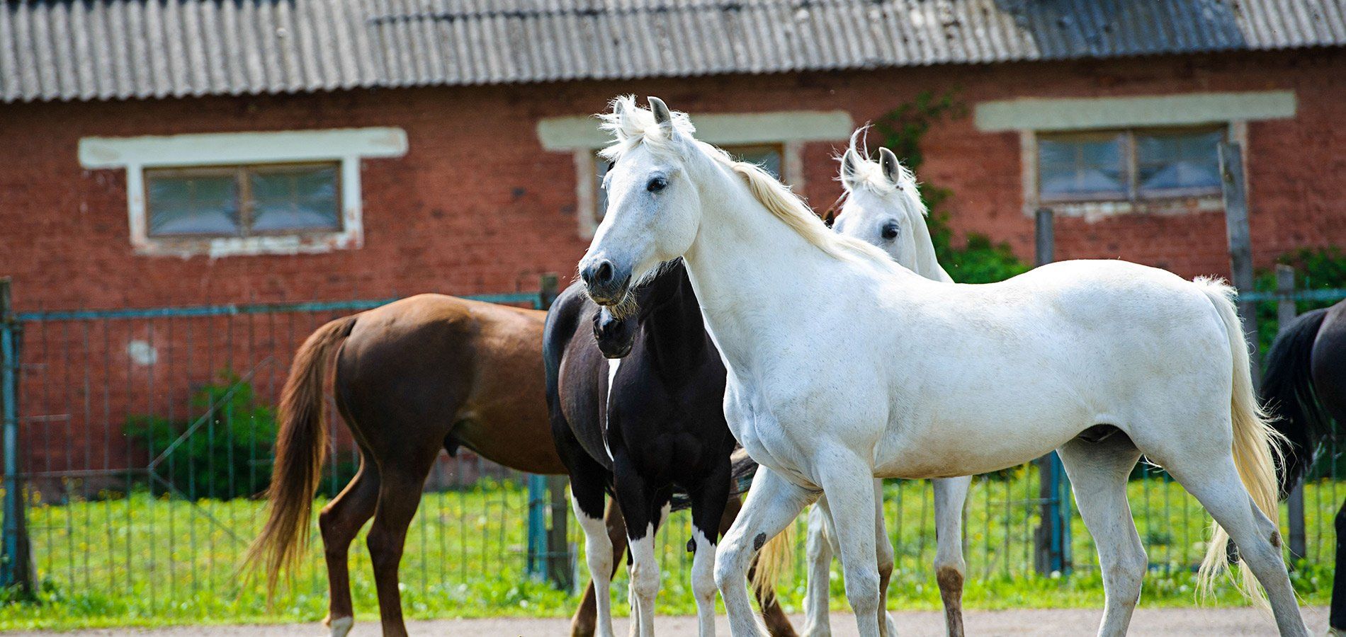 Equine