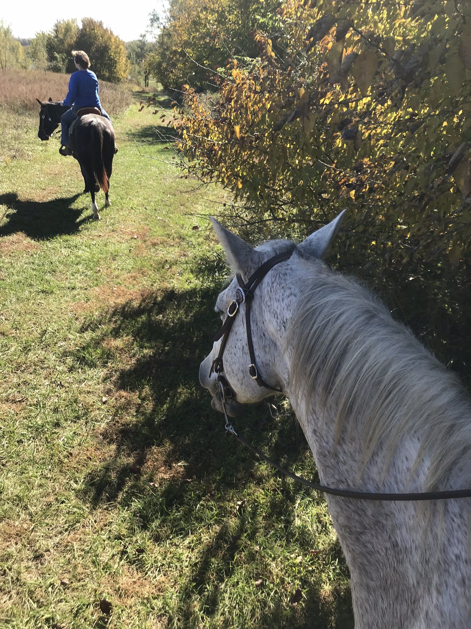 Equine