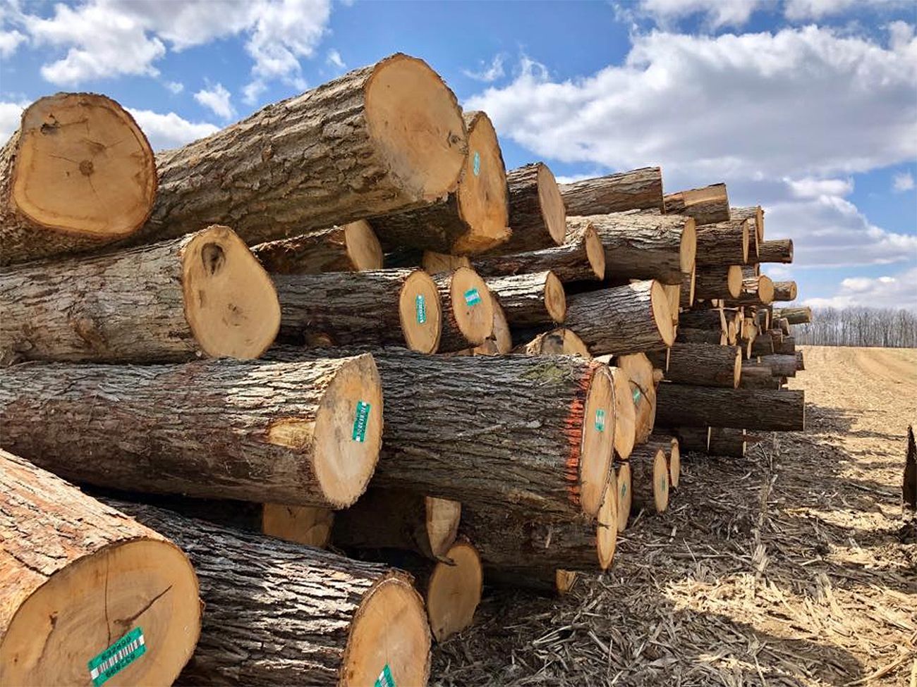 Tree Removal and Trimming Burman's Tree Service Southeast MI