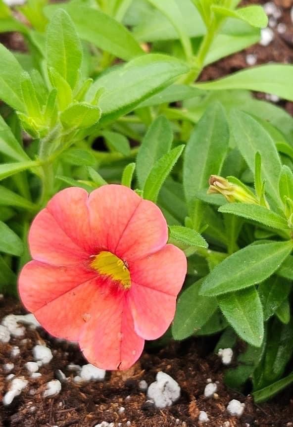 Pink flower blooming among green leaves in a pot