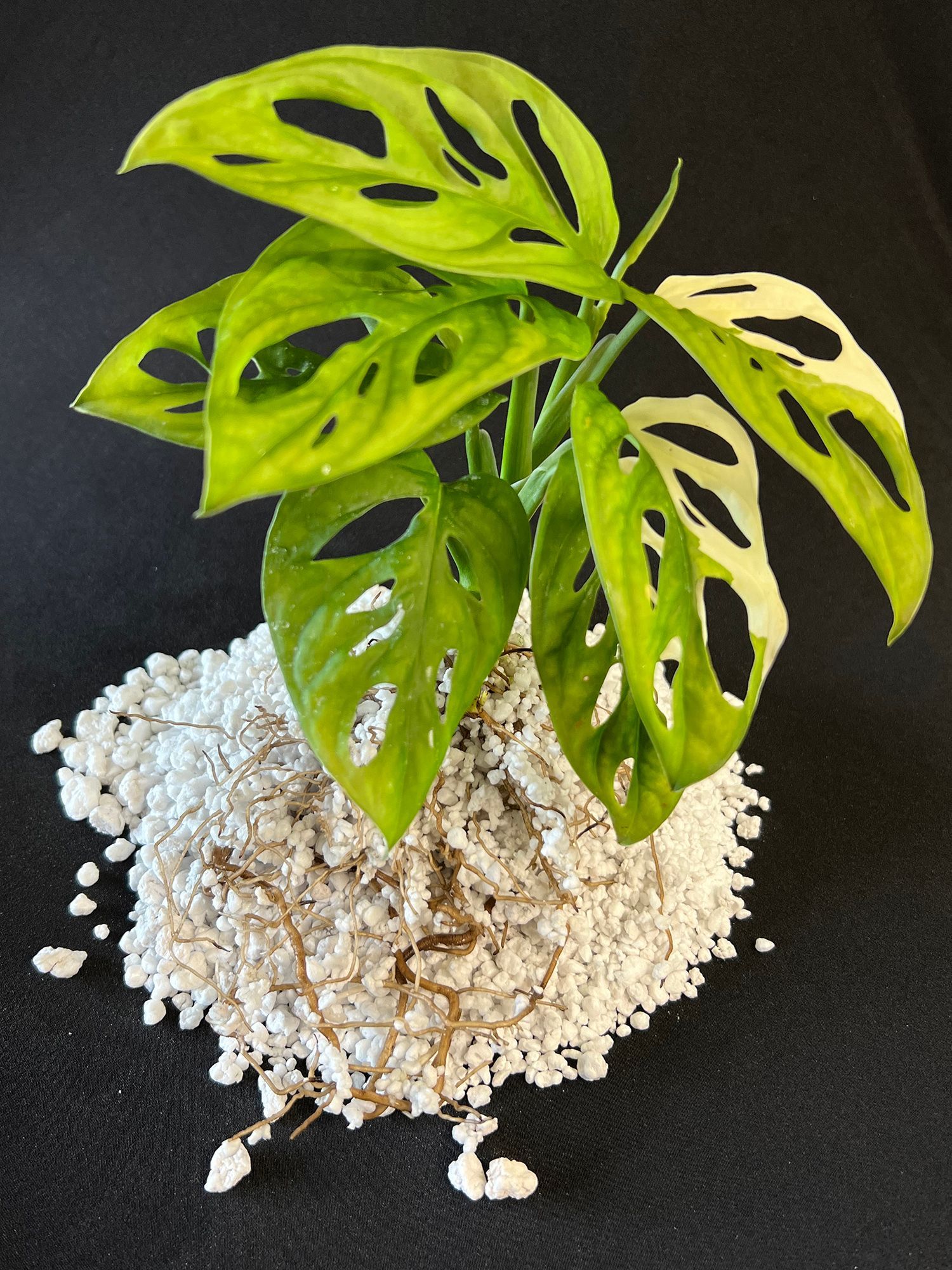 Small green monstera plant in a white textured pot on a dark background