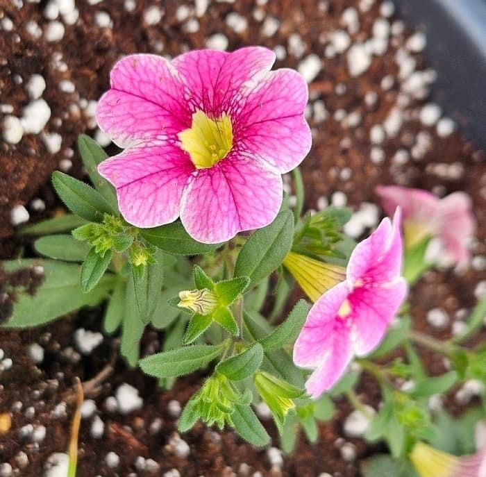 Pink flowers with yellow centers blooming in a pot of soil