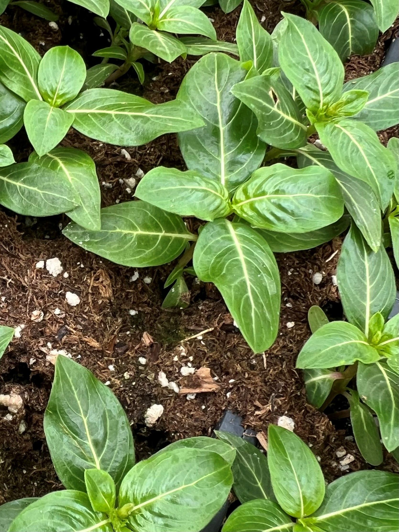Young green leafy plants growing in dark soil, viewed from above