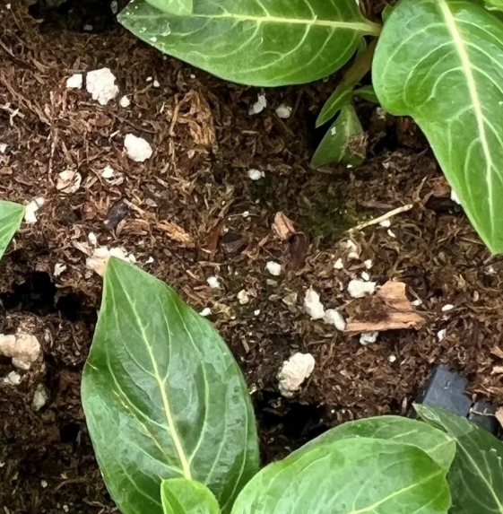 Green leafy plants growing in dark soil with white perlite pieces