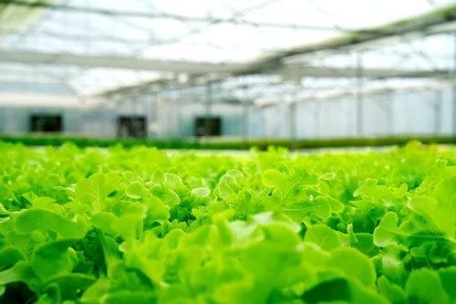 Bright green lettuce growing in a greenhouse under a translucent roof