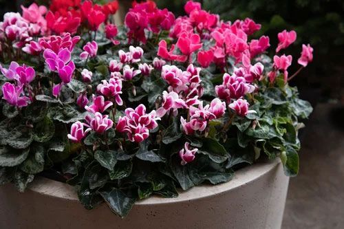 Pink cyclamen flowers blooming in a beige planter