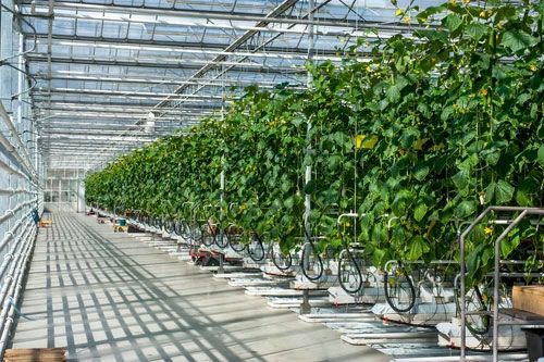 Long greenhouse aisle with rows of green plants on trellises and bicycles lined along the side