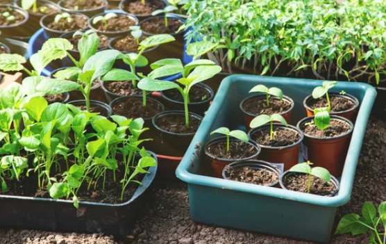Seedlings growing in black trays and a green tub on a garden table