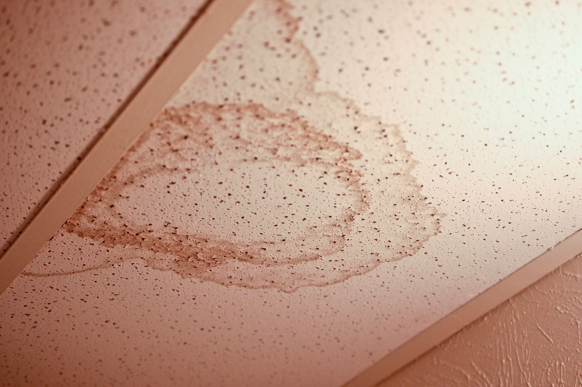 Water stain and brown speckled mold on a white ceiling panel