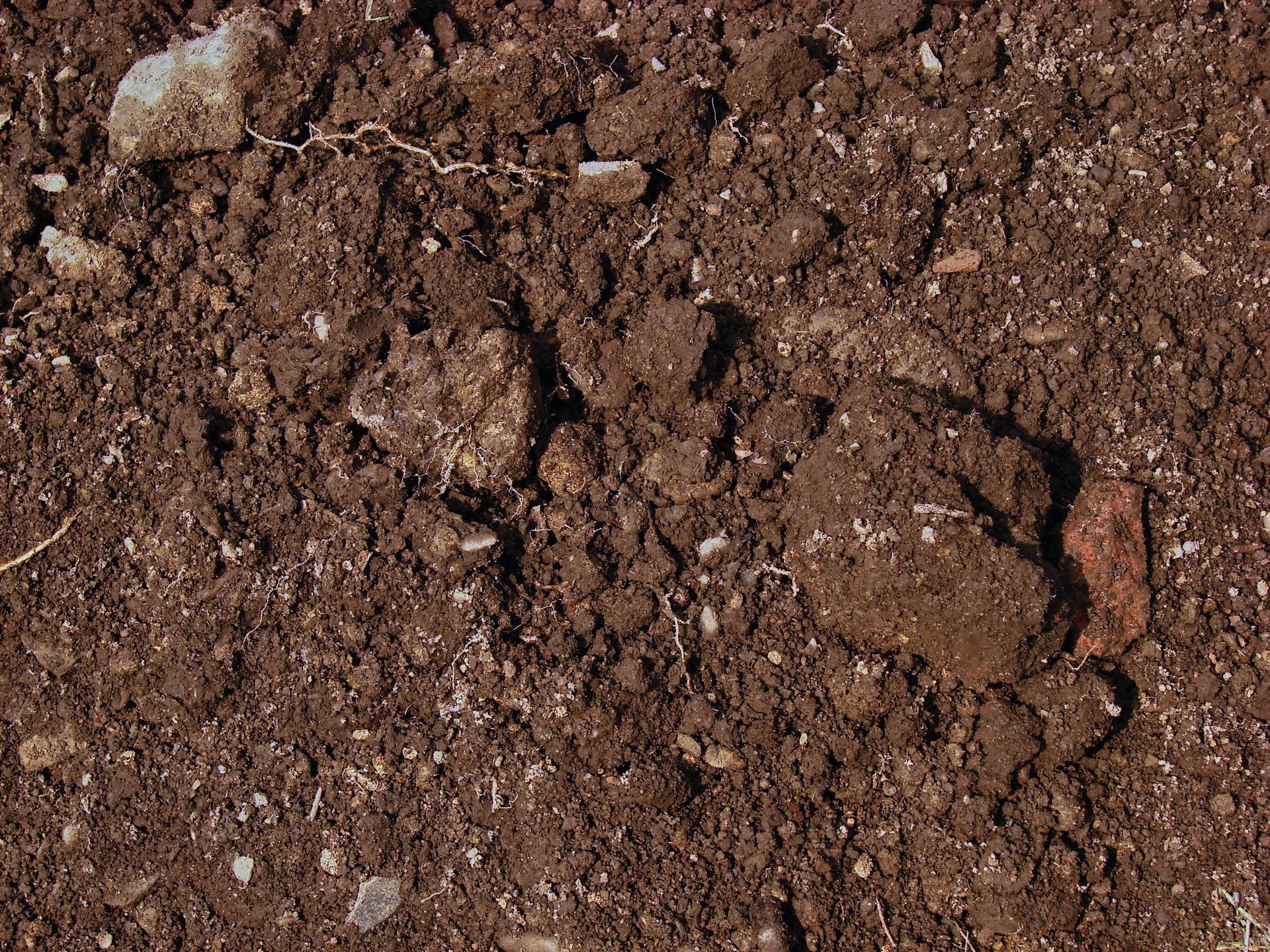 Close-up of dark brown soil with small rocks and rough texture