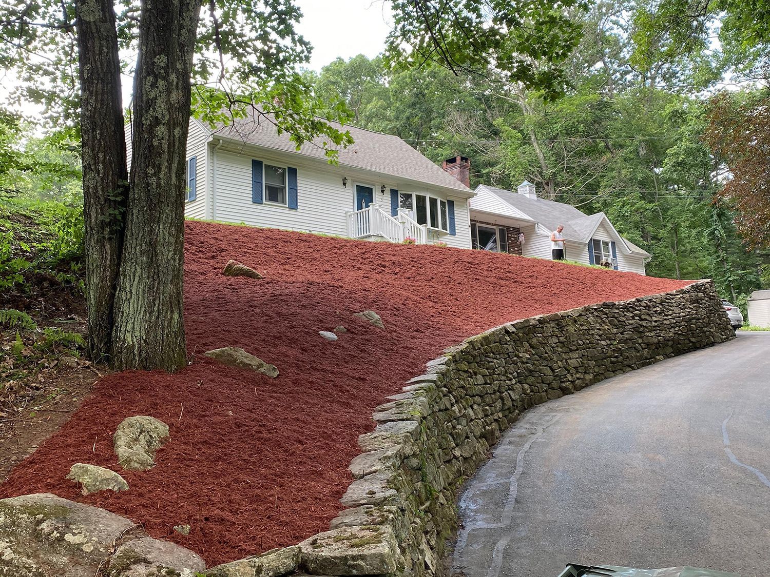 Red mulch covers a hillside in front of a white house with blue shutters, a stone retaining wall borders the road.