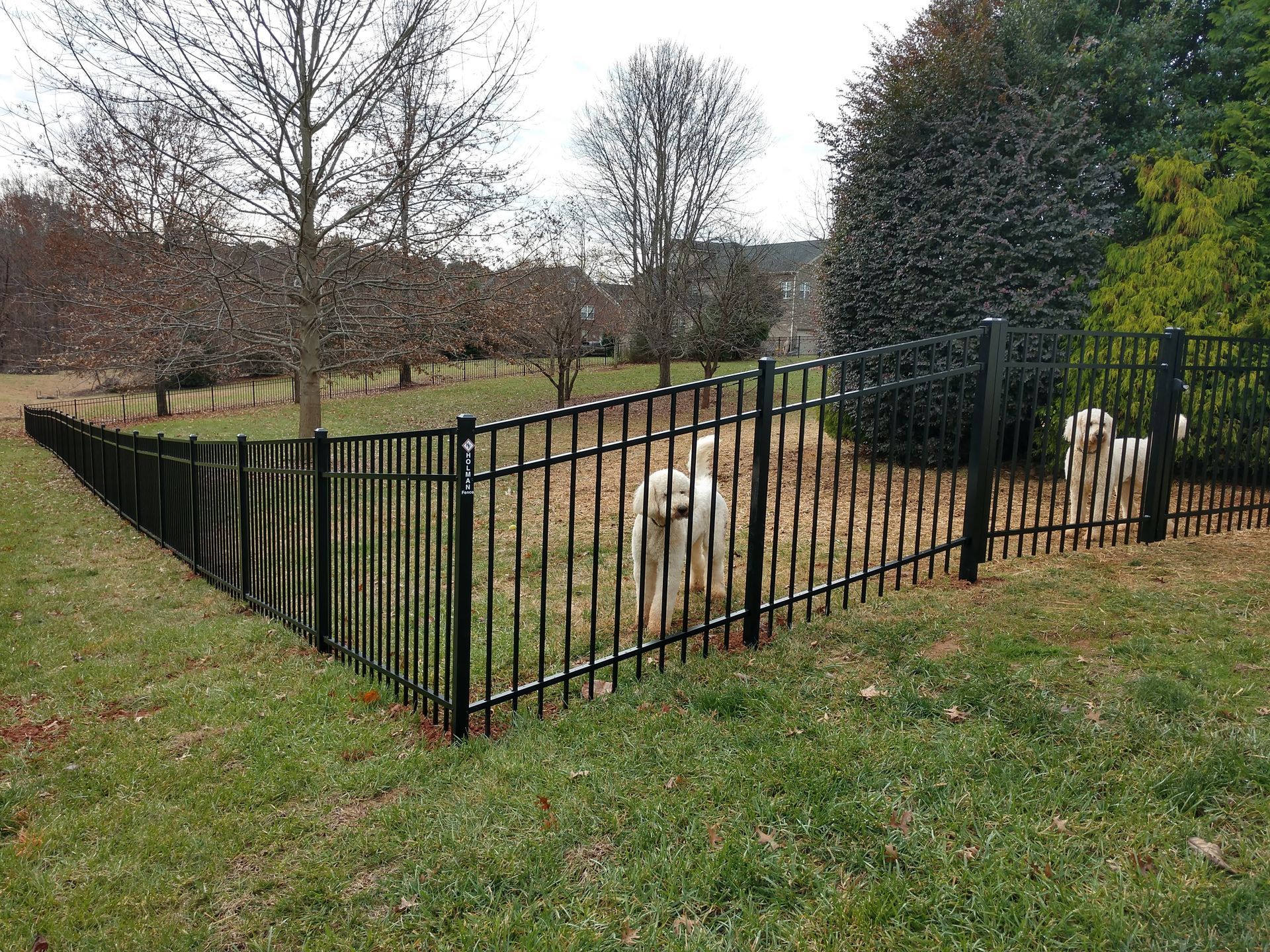 A black fence surrounds a grassy field with trees in the background.