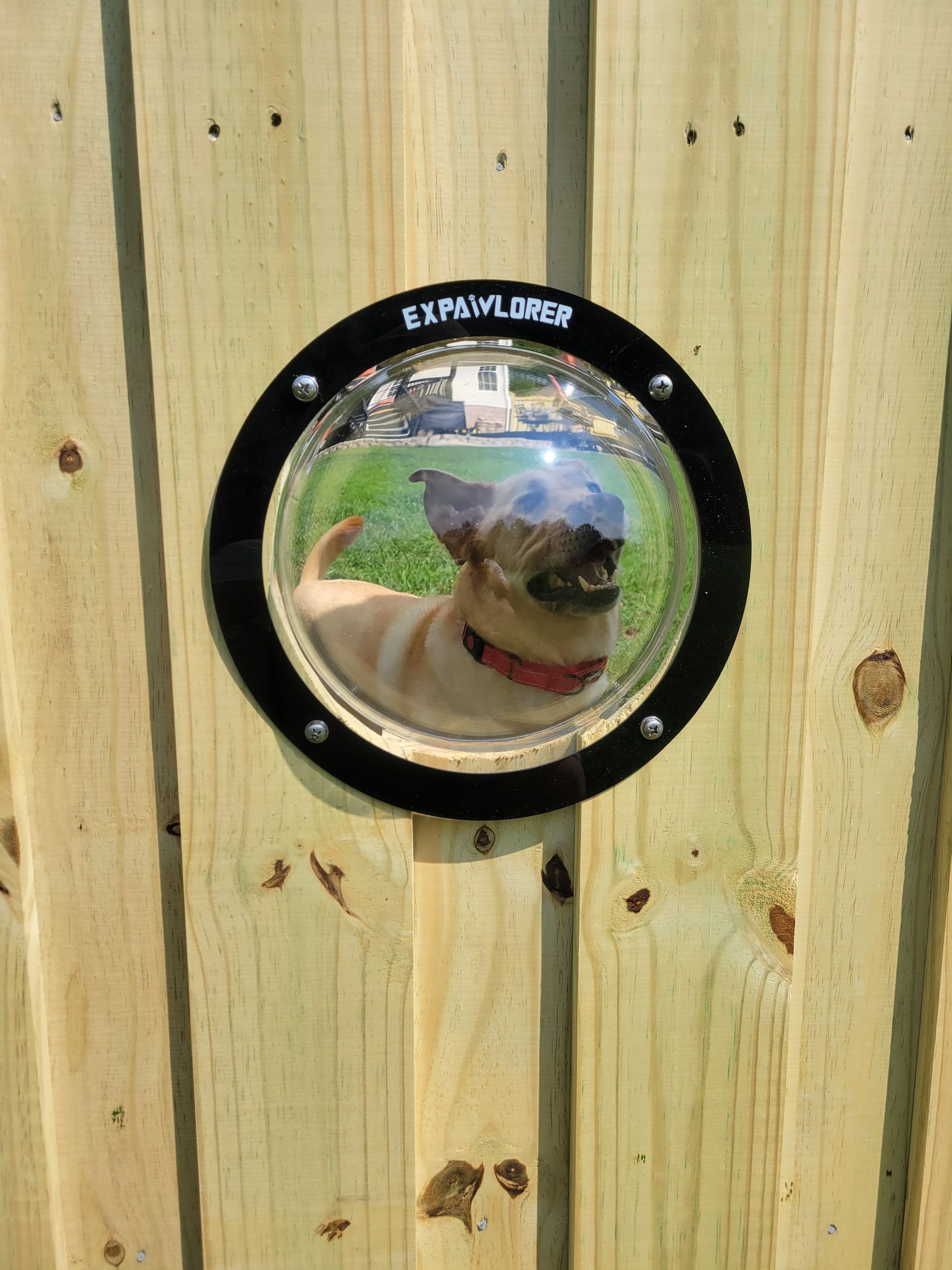 a dog looking through a hole in a wooden fence