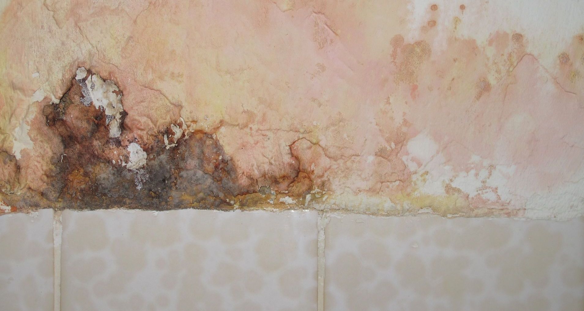 Longo Carpet Cleaning and Restoration