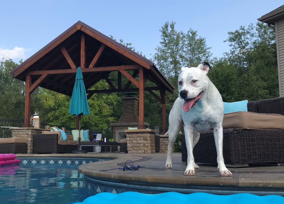 White dog with tongue out by a pool; outdoor patio and gazebo in background.