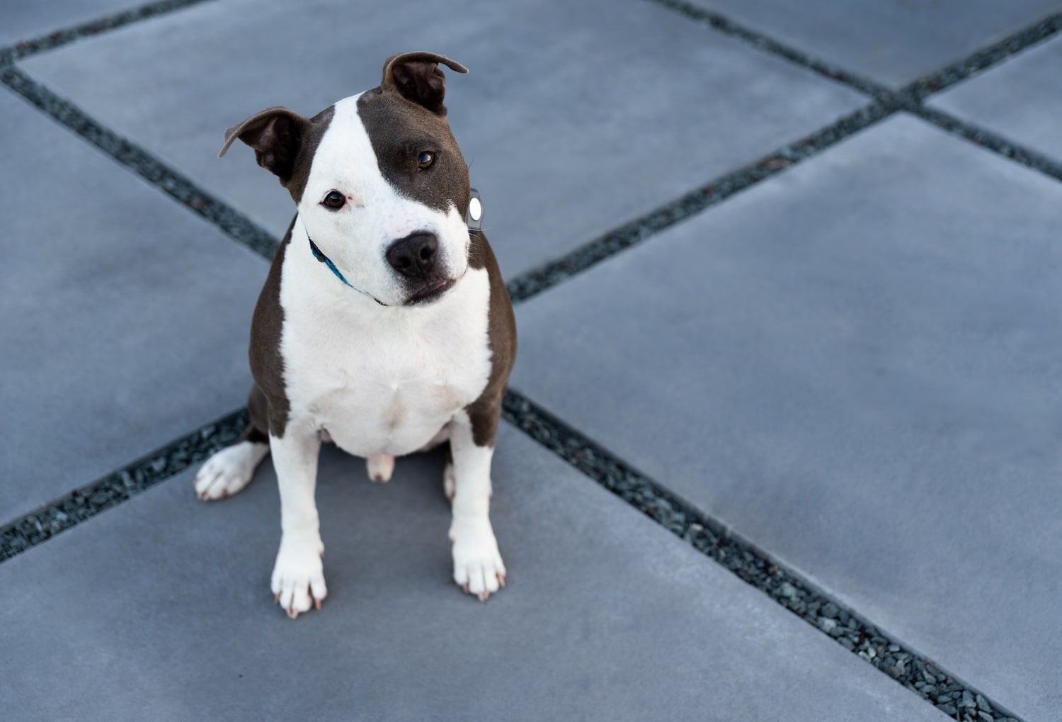 Black and white Staffordshire Terrier sitting on gray patio stones, looking up with a slight smile.