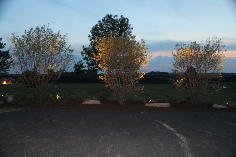 Three lit bushes along a driveway at dusk.